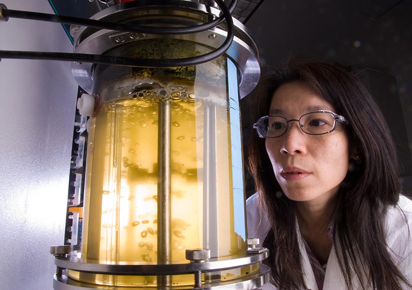 photo-procurement-16312 A photo of an NREL researcher studying microalgae as a potential source of biofuels.